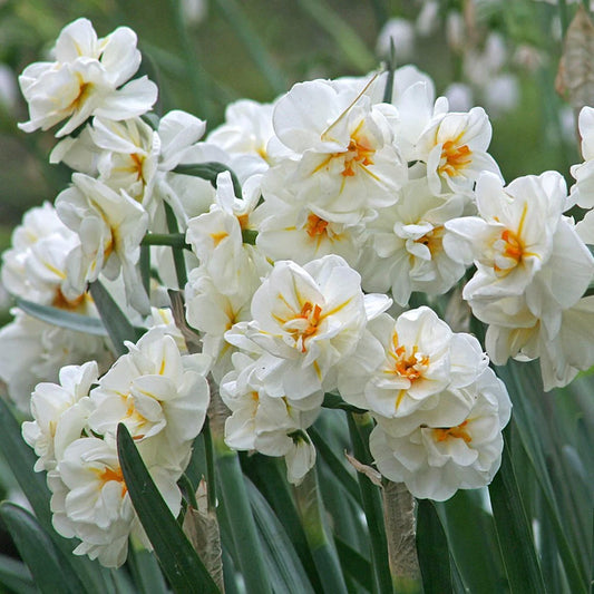 Narcissus 'Sir Winston Churchill'