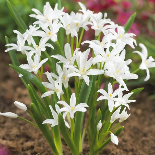Scilla luciliae 'Alba'