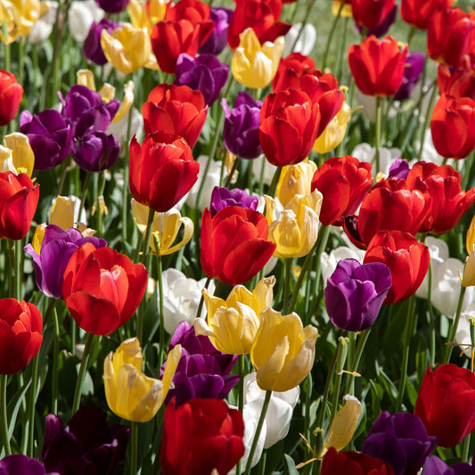 Tulip Garden Mix