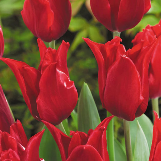 Tulip 'Pretty Woman'