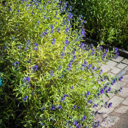 Caryopteris 'Worcester Gold' | Bluebeard – Gardeners Dream