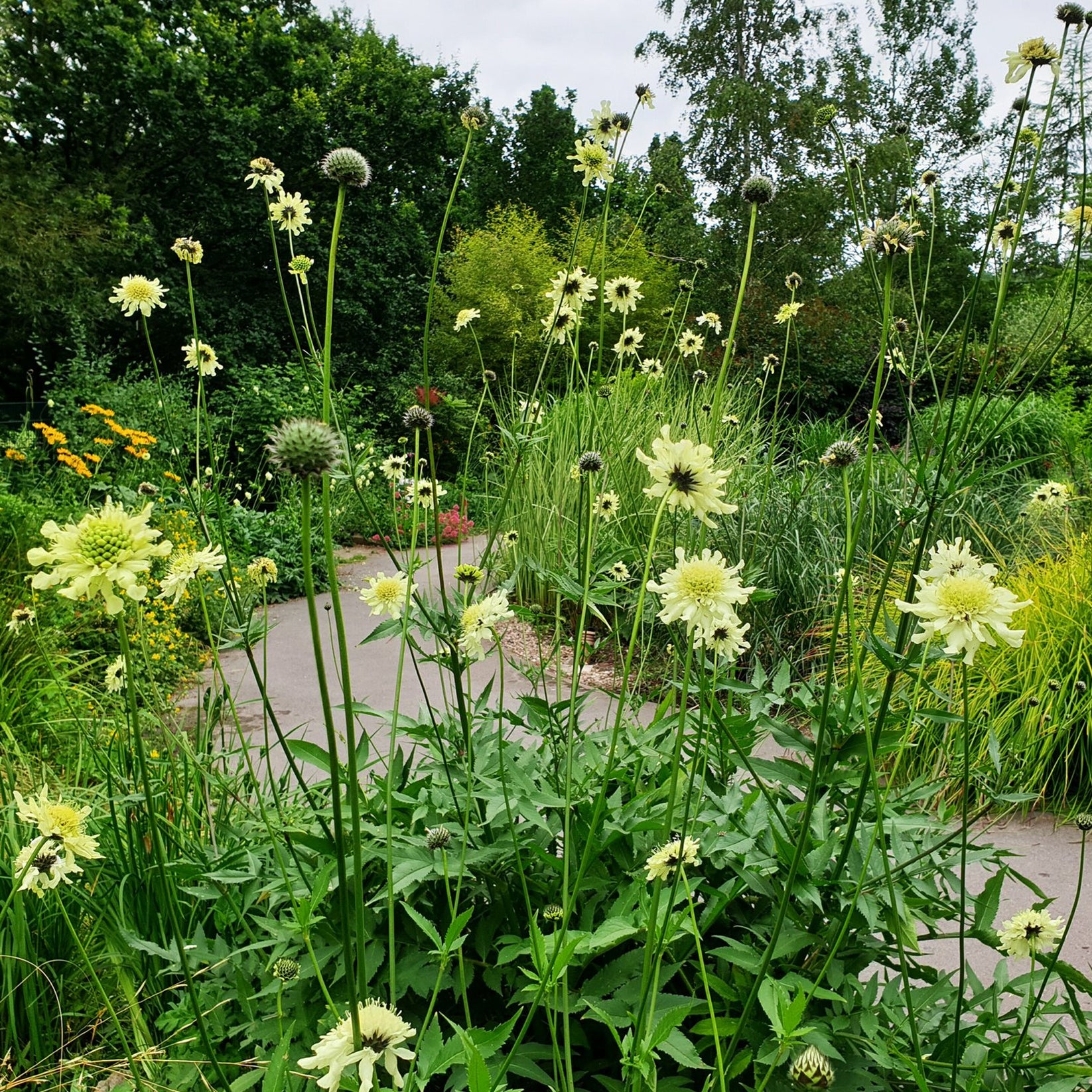 cephalaria-gigantea-giant-scabious-gardeners-dream