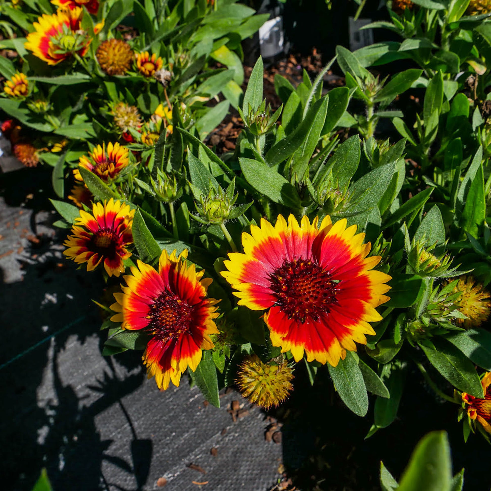 Gaillardia Buying Gaillardia Red Starburst Gaillardia 'Guapa
