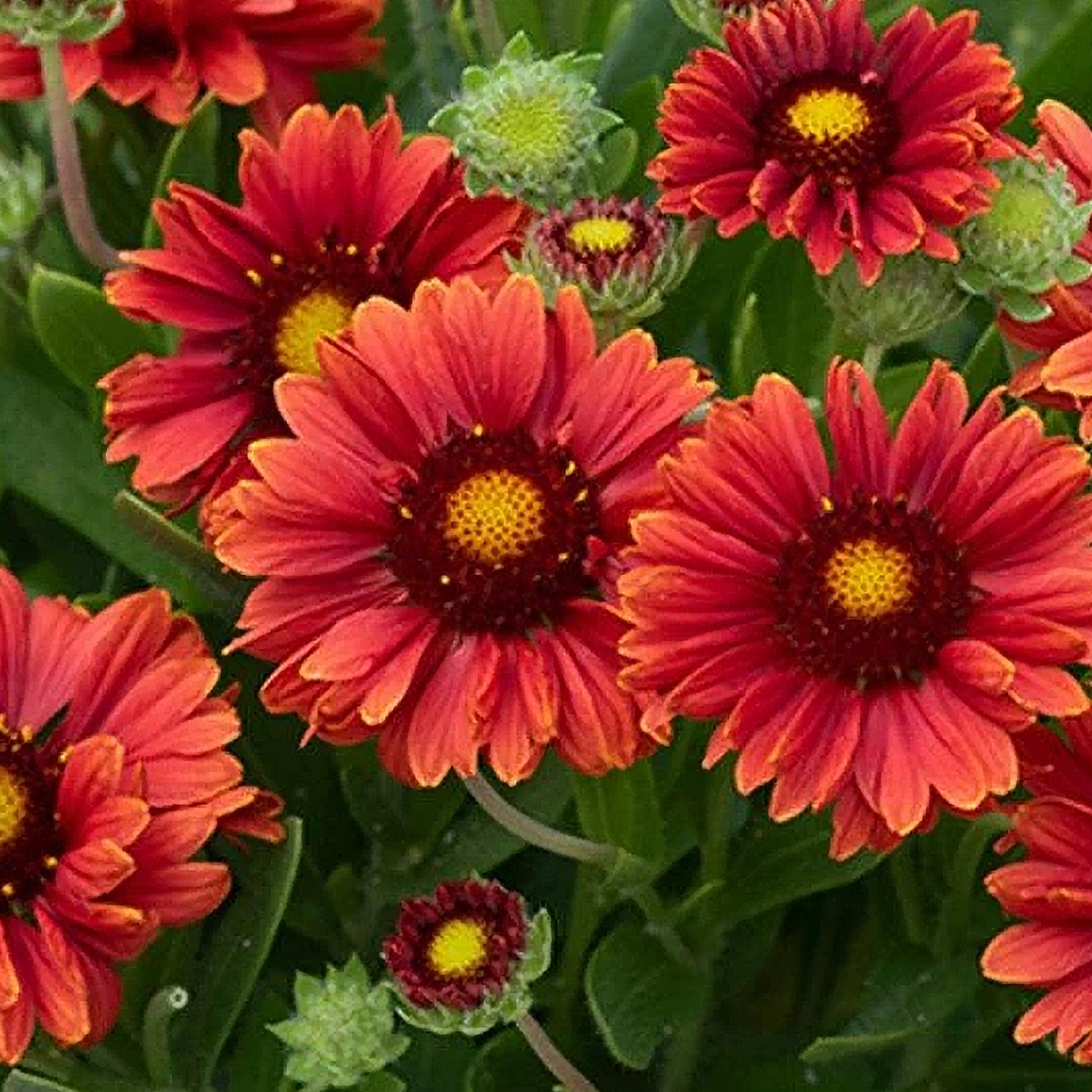 Gaillardia 'Guapa Red' Blanket Flower – Gardeners Dream