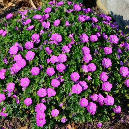 Geranium 'Max Frei' | Cranesbill – Gardeners Dream
