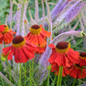 Perennials