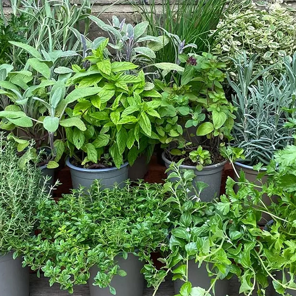 Herb Mix - 14cm | Mixed Varieties – Gardeners Dream