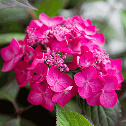 Hydrangea 'Magic Sunset' | Mountain Hydrangea – Gardeners Dream