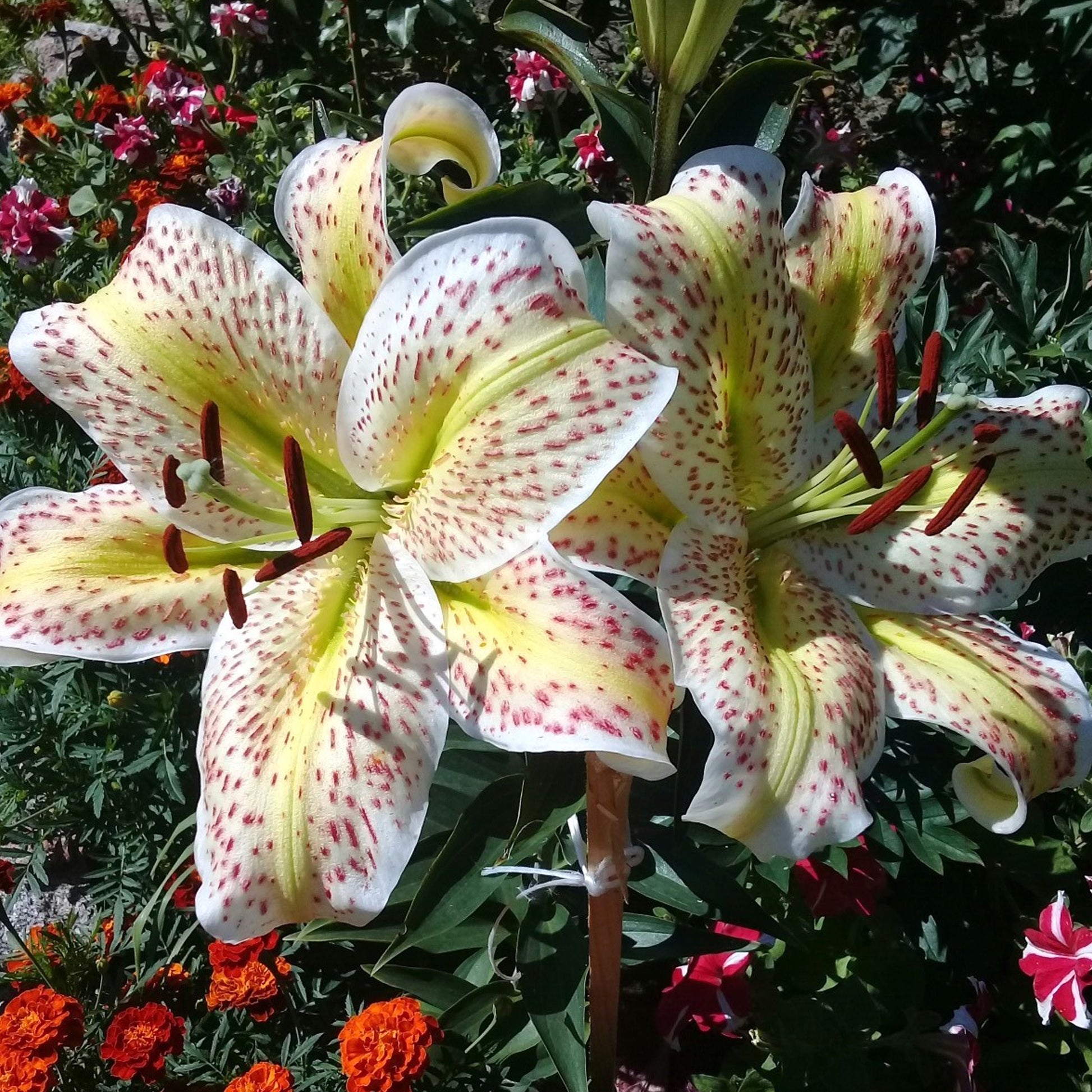 oriental lily tiger moon Lily 'Tigermoon', Lilium