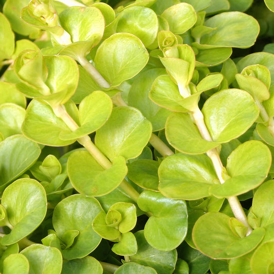 Lysimachia 'Aurea' Carry Pack