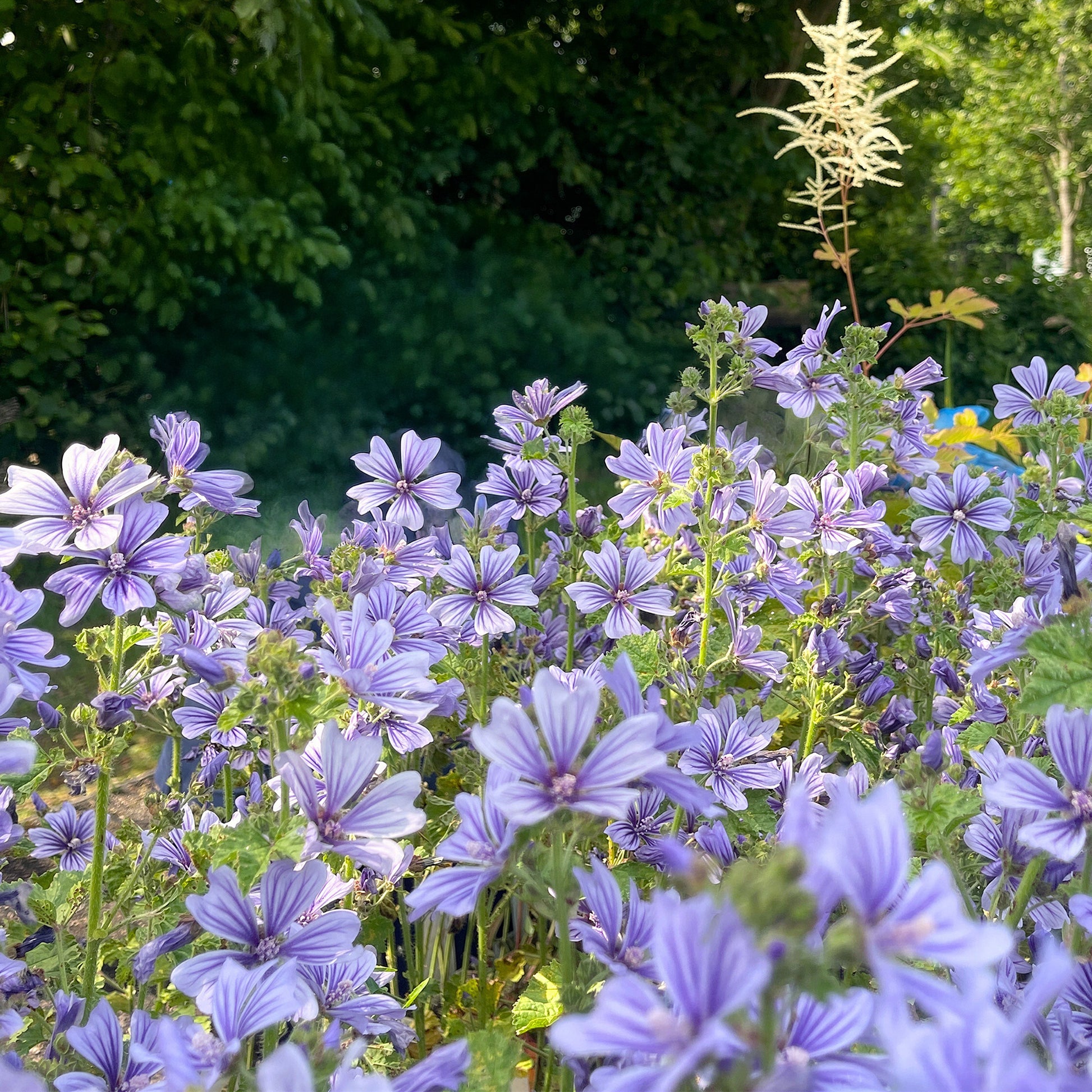 Malva 'Blue Fountain'