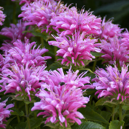 Monarda 'Balmy Pink' | Bee Balm – Gardeners Dream