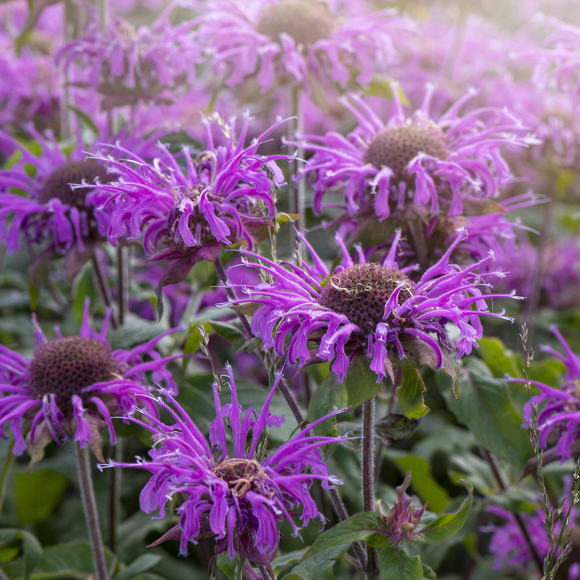 monarda didyma balmy purple perennial plant 6 x 9cm pots Monarda 'Balmy Purple'