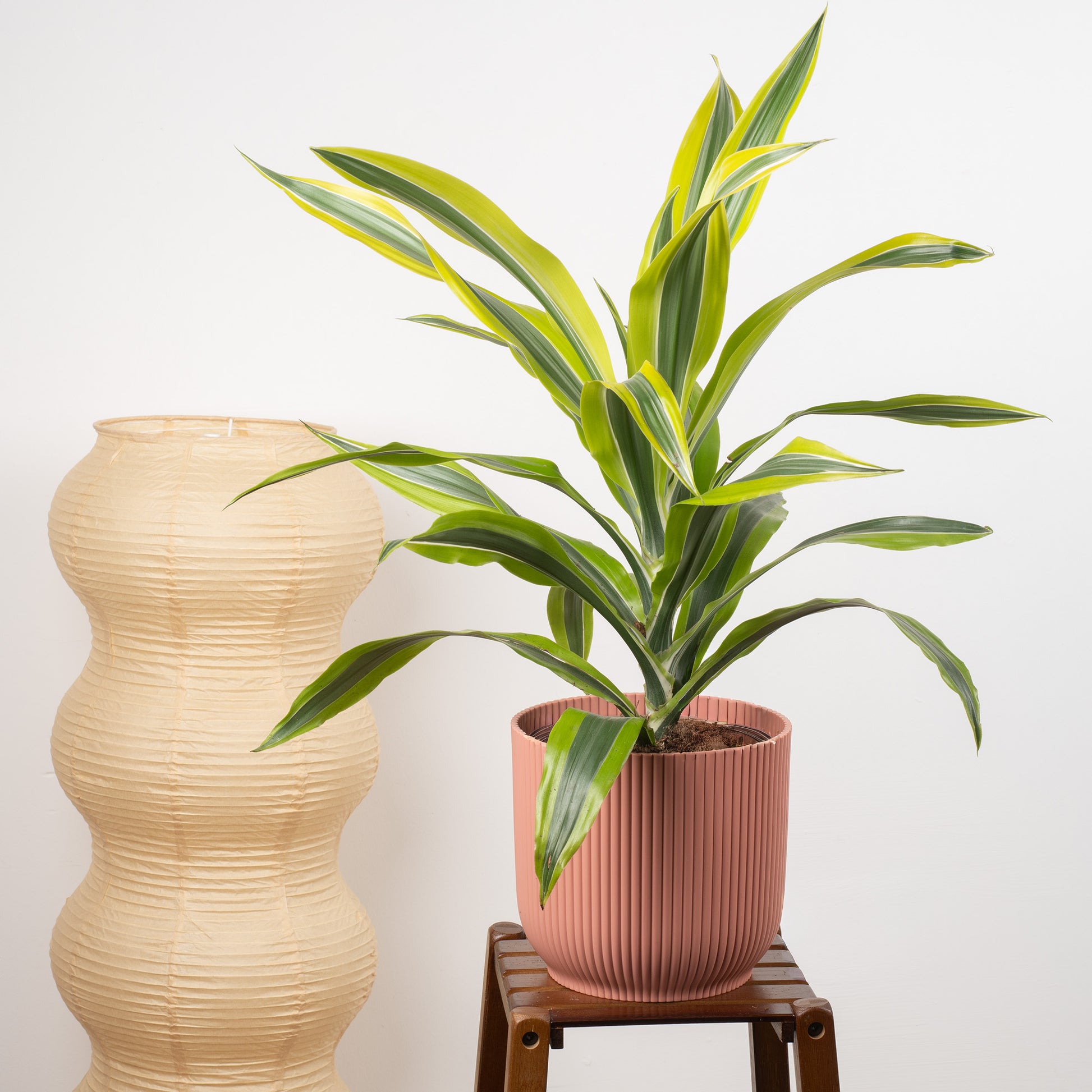 dracaena uk Dracaena 'Lemon & Lime'