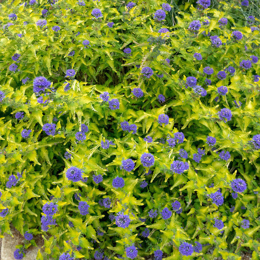 Caryopteris 'Hint of Gold'