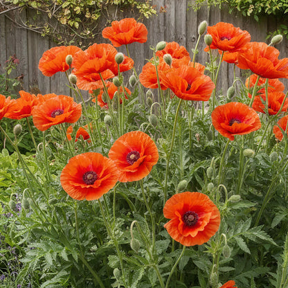 Papaver 'Harvest Moon' | Common Poppy – Gardeners Dream