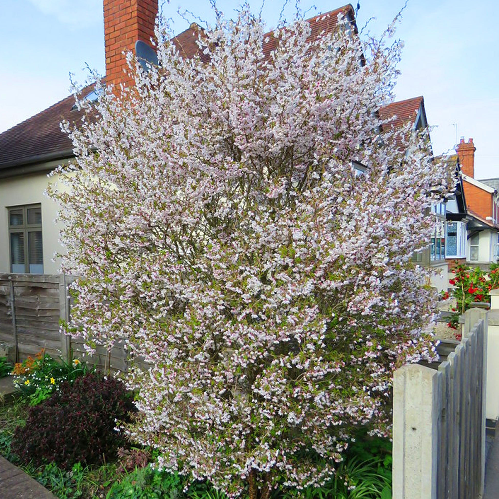 house of kojo plants Prunus 'Kojo-no-mai'