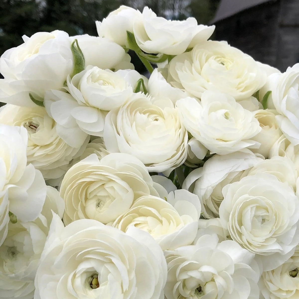 Whtie Ranunculus Ranunculus 'White' | Ranunculus Corms – Gardeners Dream