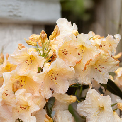 Rhododendron 'Tortoiseshell Yellow' | Evergreen Azalea – Gardeners Dream