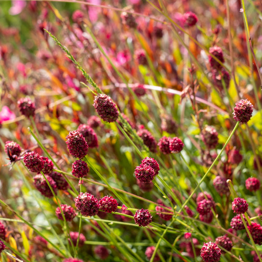 Sanguisorba 'Tanna'