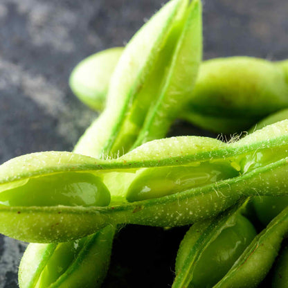 Edamame Shell Off Edamame Bean Seeds | Grow Your Own | Free UK Delivery – Gardeners Dream