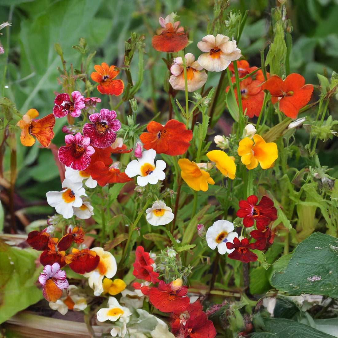 Nemesia Carnival Mixed Flower Seeds | Summer Outdoor Plants – Gardeners ...