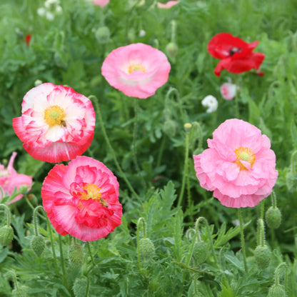 Poppy Shirley Double Mixed | Grow Your Own | Free UK Delivery ...