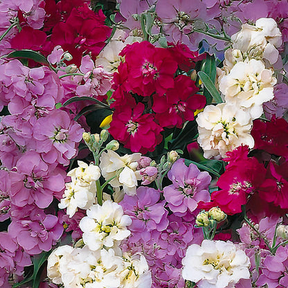 Stock Brompton Mixed | Grow Your Own | Free UK Delivery – Gardeners Dream
