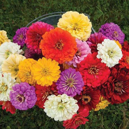 Zinnia Dahlia Flowered Mixed | Grow Your Own | Free UK Delivery