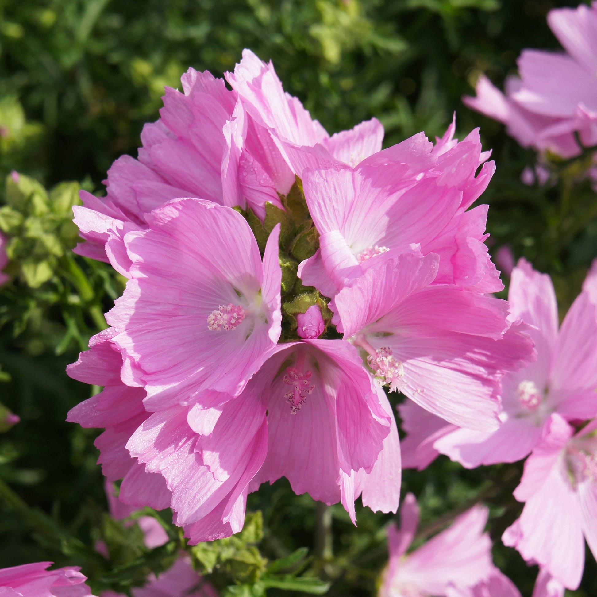 Sidalcea 'Little Princess'