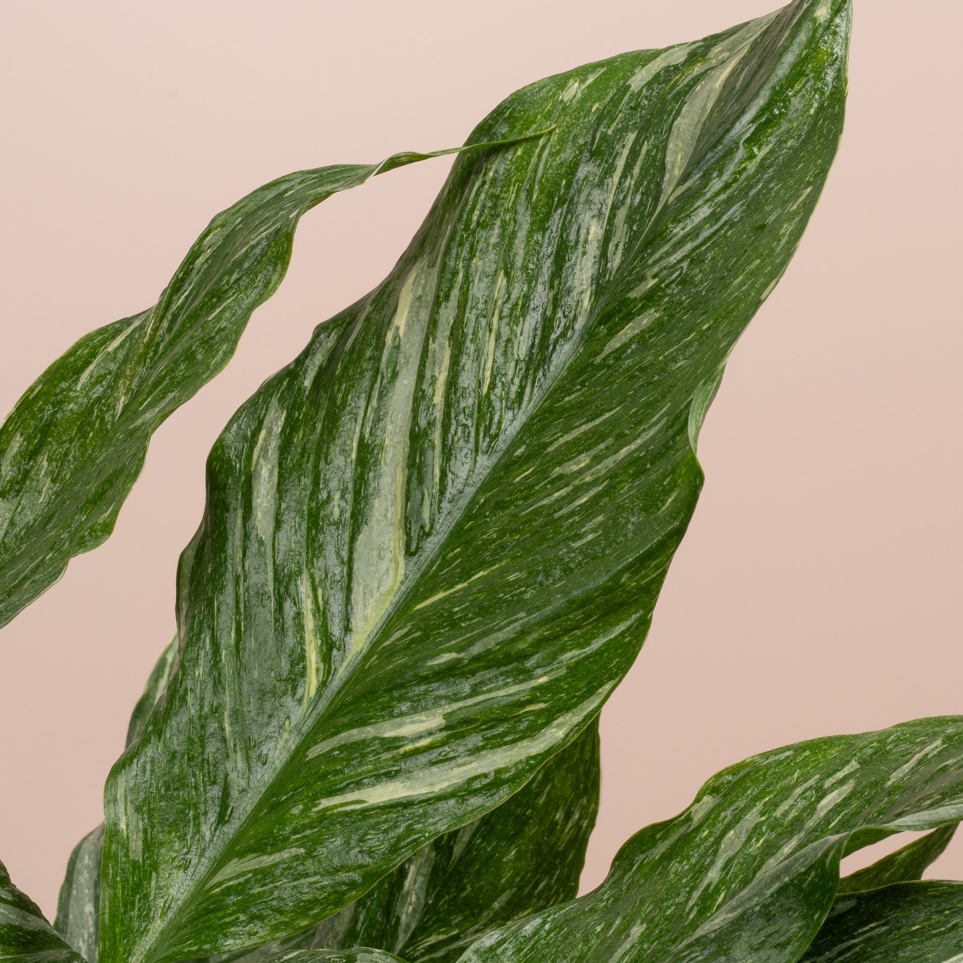 spathiphyllum diamond peace lily variegated Spathiphyllum 'Diamond Variegated'
