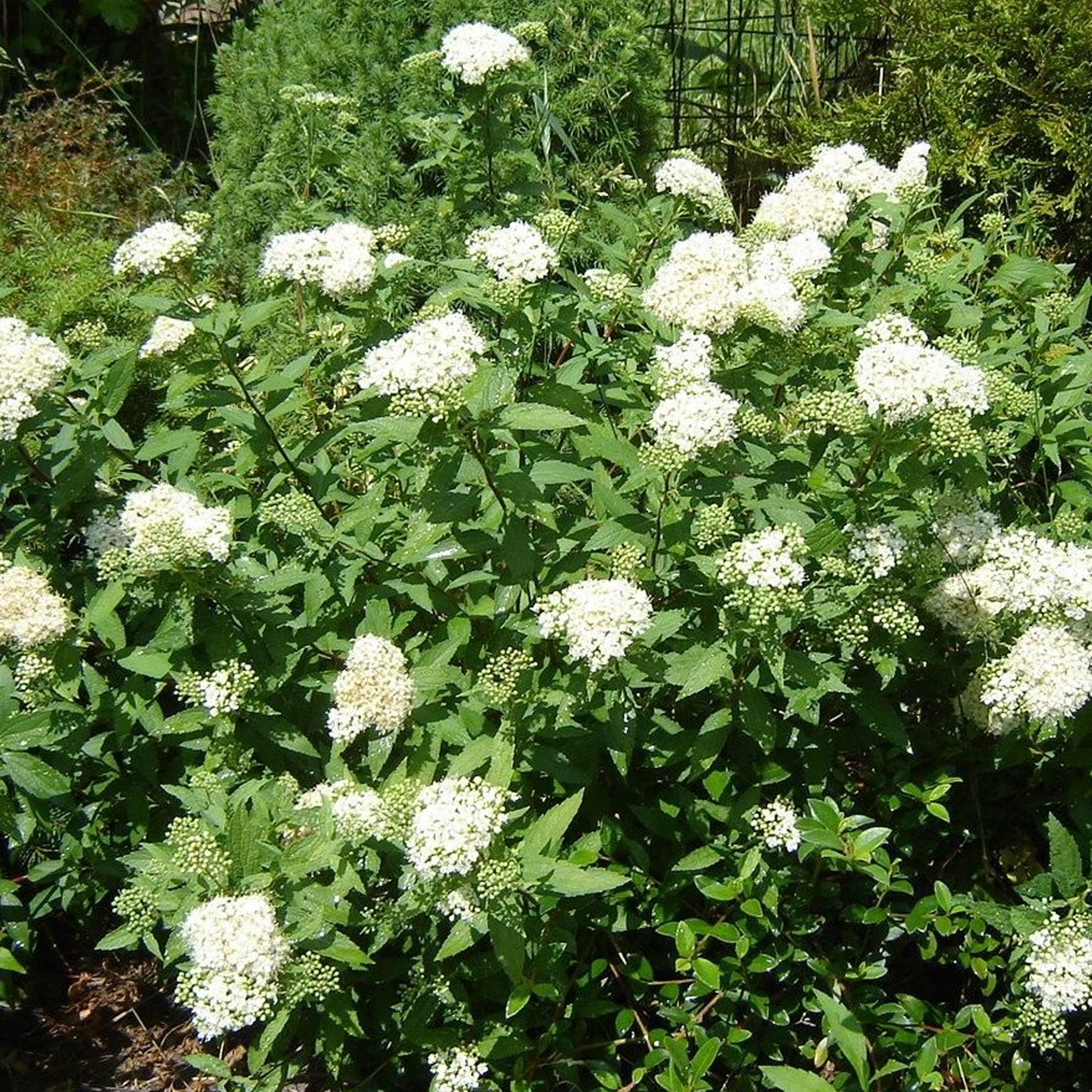 Spiraea Albiflora Japanese Spiraea Gardeners Dream Spiraea Albiflora Japanese Spiraea Gardeners Dream
