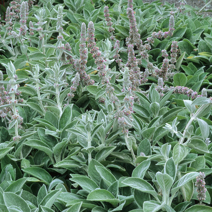 Stachys 'Big Ears' | Lamb's Ears – Gardeners Dream