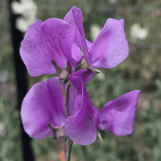 Sweet Pea 'Leamington' Carry Pack