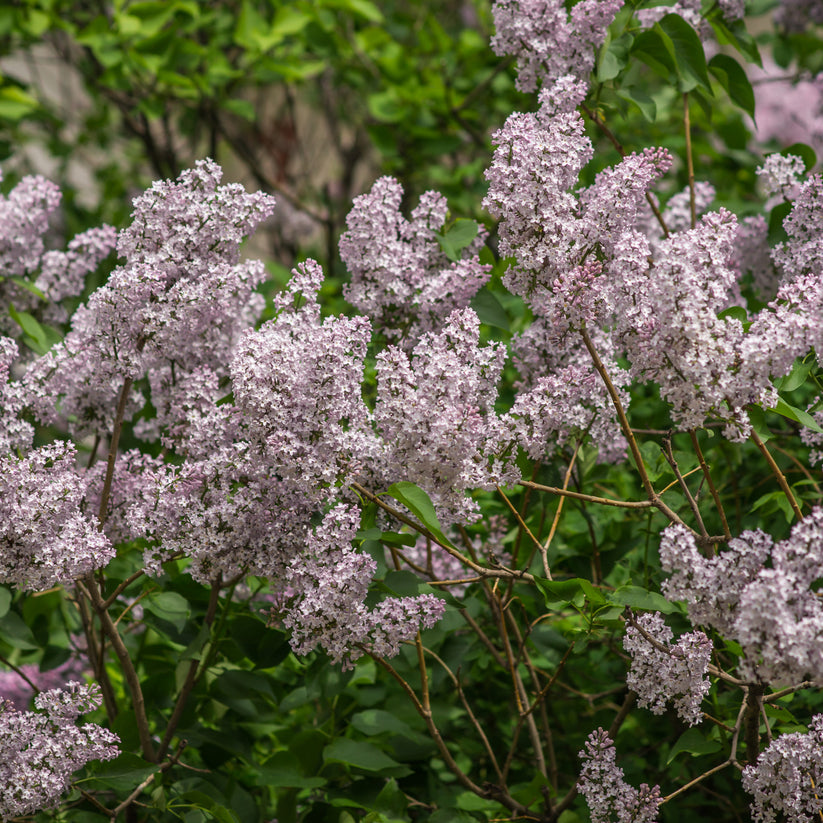 Syringa 'Beauty of Moscow' | Common Lilac – Gardeners Dream