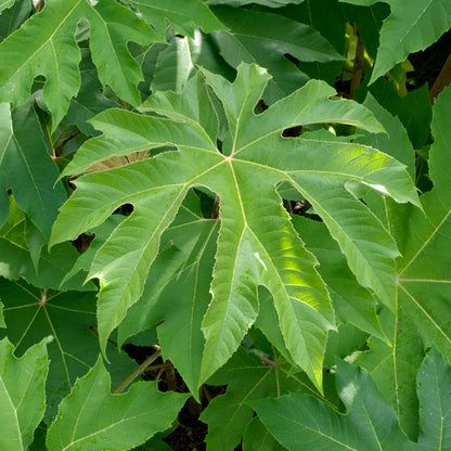 Tetrapanax 'Rex' | Rice Paper Plant – Gardeners Dream