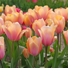 Bulbs