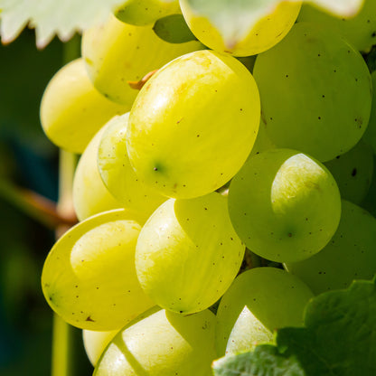 Grape 'Riesling' | Grape – Gardeners Dream