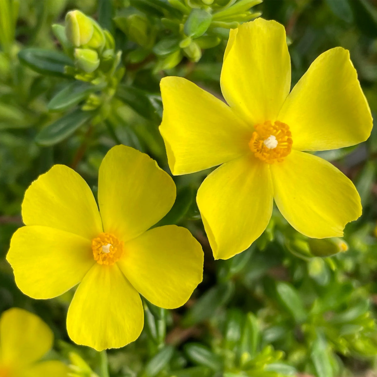 Halimium libanotis | Wooly Rock Rose – Gardeners Dream