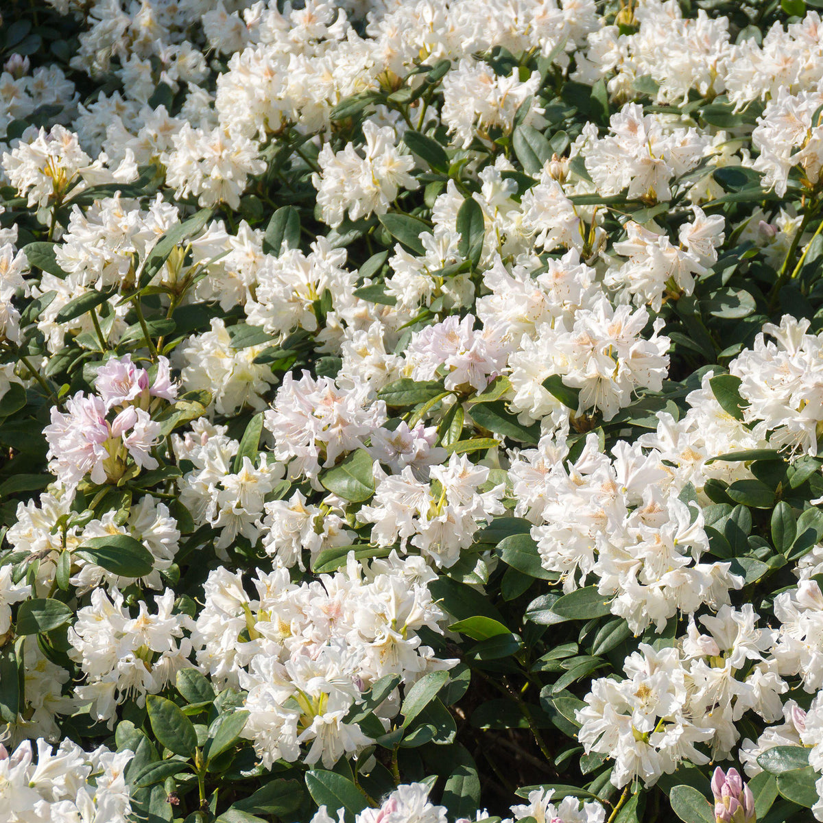 Rhododendron 'Cunningham's White' | Hardy Hybrid – Gardeners Dream
