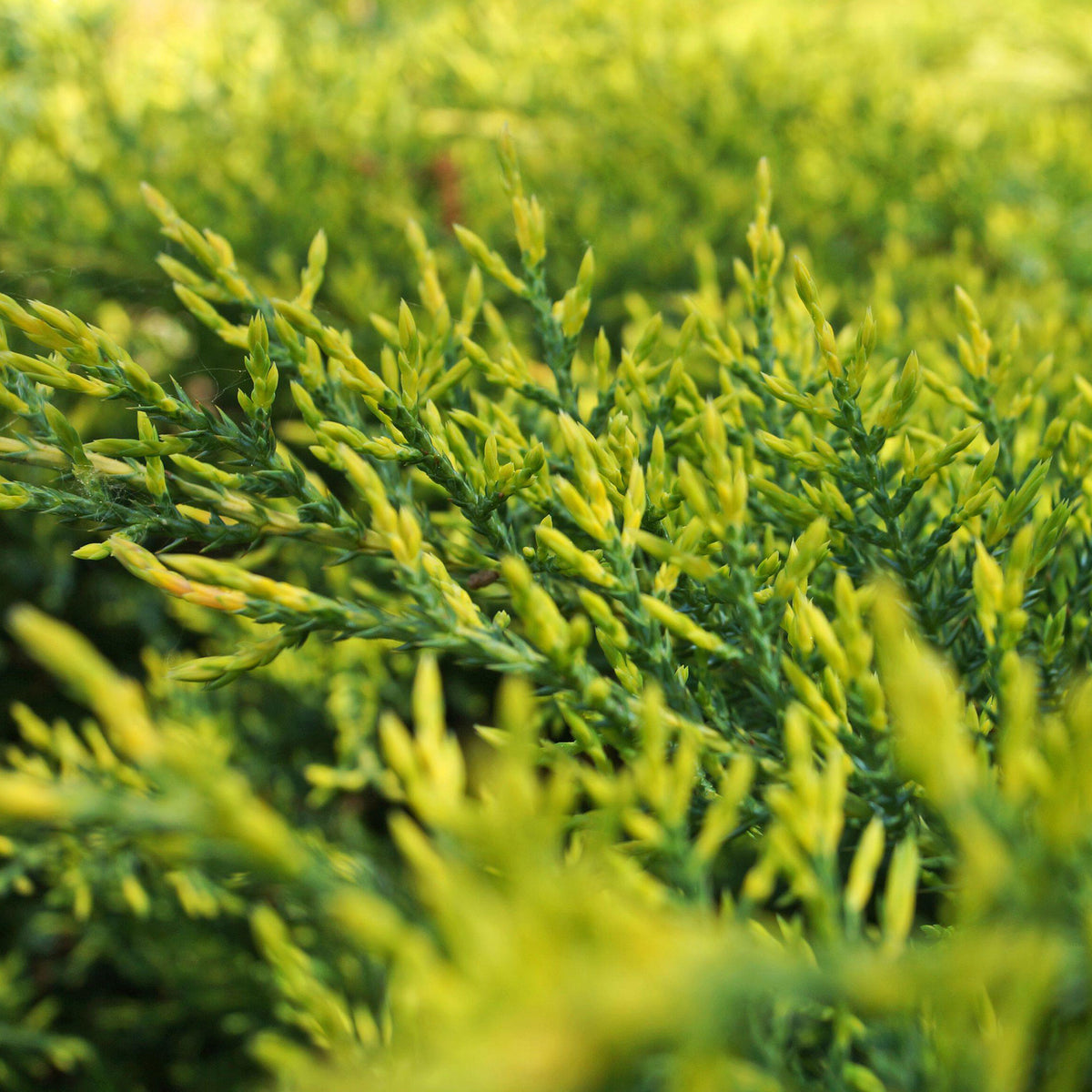 Thuja 'Tiny Tim' | Oriental Arborvitae – Gardeners Dream