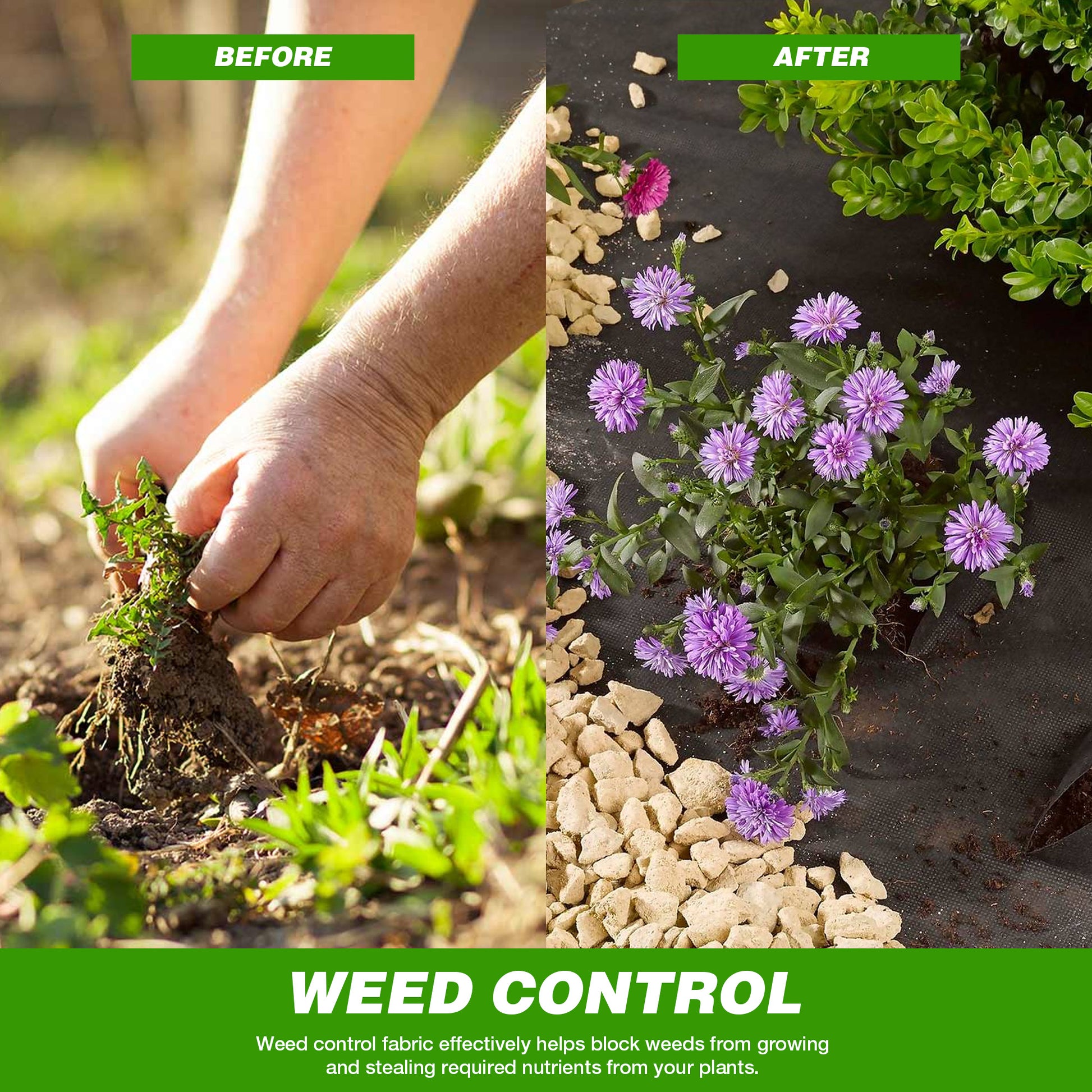 Sterke planten, minder onkruid: najaar is hét plantmoment Sterke planten, minder onkruid: najaar is hét plantmoment