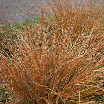 Carex testacea | Orange New Zealand Sedge – Gardeners Dream