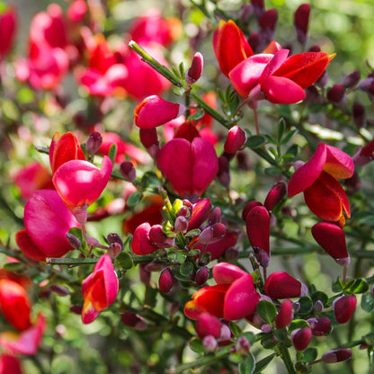 Cytisus Red Cytisus 'Red Favourite' | Broom Plant – Gardeners Dream