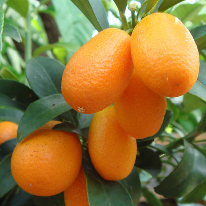 Kumquat Tree | Kumquat Tree – Gardeners Dream