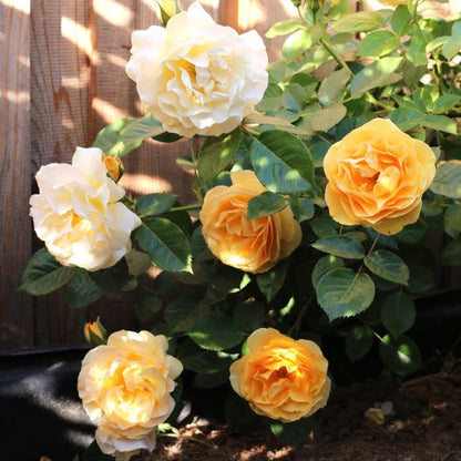 Rosa 'Absolutely Fabulous' | Julia Child – Gardeners Dream