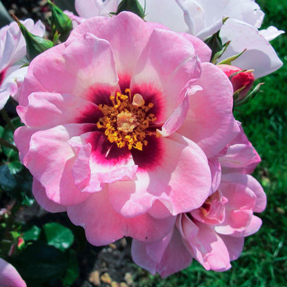 Rosa 'Angel Eyes' | Bright Eyes – Gardeners Dream