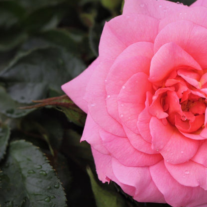 Annette Roses Flowers Rosa 'Anne's Rose' | Floribunda Rose – Gardeners Dream