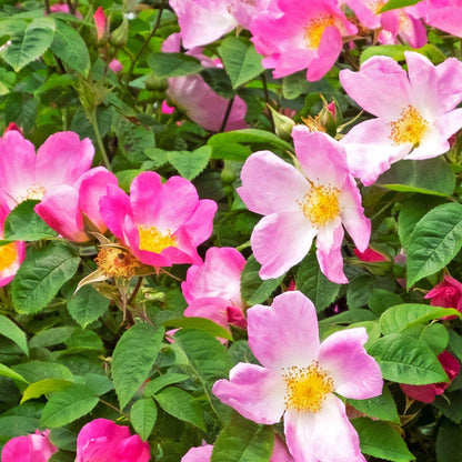 Rosa 'Rosy Cheeks' | Bush Rose – Gardeners Dream