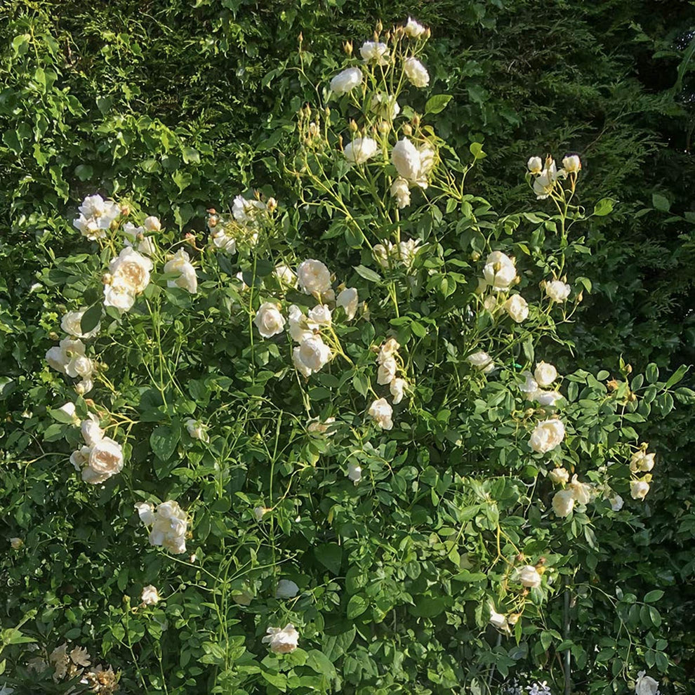 Rosa Claire Austin Climbing Rose Gardeners Dream rosa-claire-austin-climbing-rose-gardeners-dream